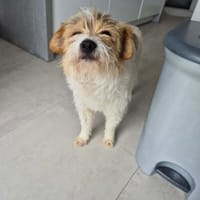 Nora - Liebes Terrier Mädchen🍀, Hündin zur Adoption