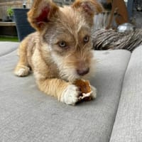 Ayla - wartet auf dich 🍀, Hündin zur Adoption