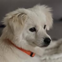 Unkompliziert und absolut süß💕, Hund zur Adoption