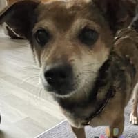 Dorothy in Tangstedt, Hündin zur Adoption