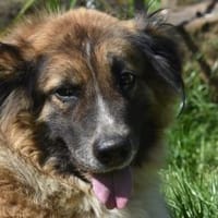 LAIKA, Hündin zur Adoption