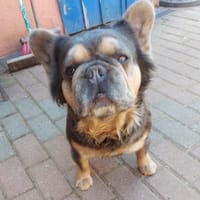 KLEO PP Sanftes Mädchen sucht Liebe, Hündin zur Adoption