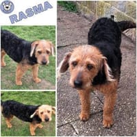 RASMA -liebevolle, berührende Hündin-, Hündin zur Adoption