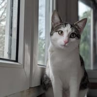 Lyra u. Vega, Katze zur Adoption