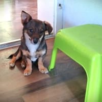 ❤Mia - klein, charmant & voller Freude, Hündin zur Adoption