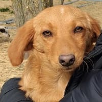 Kleine Gina braucht eine Familie, Hündin zur Adoption