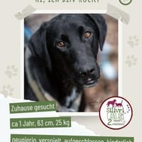 Lustiger Rocky sucht ein Zuhause, Hund zur Adoption