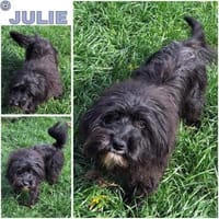 JULIE -menschenbezogen & verschmust-, Hündin zur Adoption
