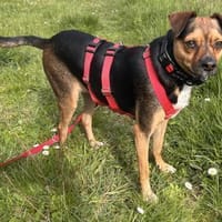 Wunderbare Begleithündin CANELA 💖, Hündin zur Adoption