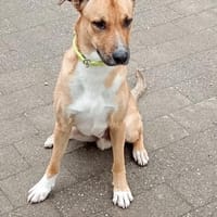 Aktiver Rüde Lennox sucht ein neues Zuha, Hund zur Adoption