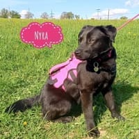 Nyra die allerliebste, Hündin zur Adoption