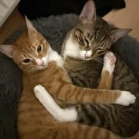 Max und Leo außen Tierschutz, Kater zur Adoption