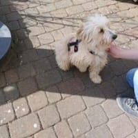 Flöckchen 37 cm (Pflegestelle), Hündin zur Adoption