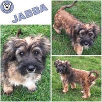 JABBA -rundum tolles Hundekind-, Hund zur Adoption