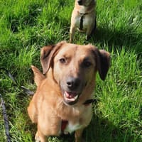 Bomber aus Bochum, Hund zur Adoption