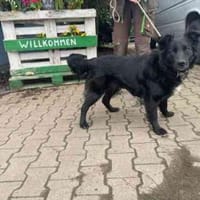 Hoonah willnoch viel lernen, Hündin zur Adoption