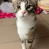 Shaula u. Altaire, Katze zur Adoption