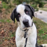 Meesch, Hund zur Adoption