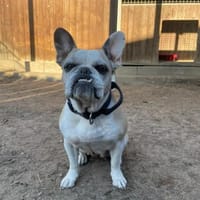 Dolly, Hündin zur Adoption