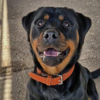 Heidi, Hündin zur Adoption