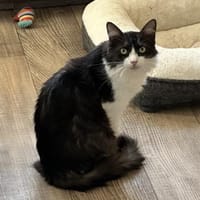 Forky der kleine Schmusi ❤, Kater zur Adoption