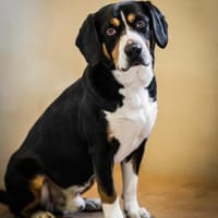 Oreo, Hund zur Adoption