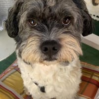 Pepe Plüschkanone sucht sein Zuhause..., Hund zur Adoption