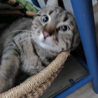 Ogi 6/23 m sucht Kuschel Platz, Kater zur Adoption