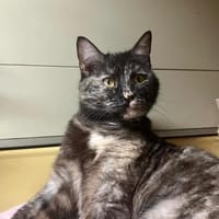 Mila u. Fine, Katze zur Adoption