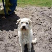 DIAMOND sucht sein Singlekörbchen, Hund zur Adoption