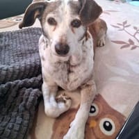 Tilda - liebenswerte Seniorin, Hündin zur Adoption