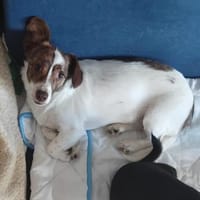 Nanni sucht ein neues Zuhause, Hündin zur Adoption