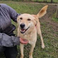 Josh Blond - treuer Kamerad, Hund zur Adoption