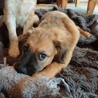 lustiger Ulli 🥰, Hund zur Adoption