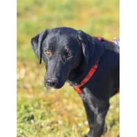 Paulinchen - wartet in 49143 Bissendorf, Hündin zur Adoption