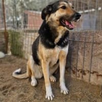 Raja  55 cm( Pflegestelle), Hündin zur Adoption