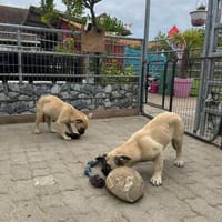 Kleine Hunde suchen ein Zuhause, Hund zur Adoption