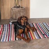 Brisa - Notfall -, Hündin zur Adoption