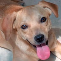 Ford 2 (zur Pflege in 59423 Unna), Hund zur Adoption