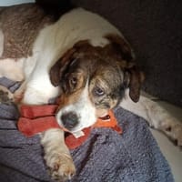 Sanfte Riesin Frida, Hündin zur Adoption