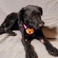 Zuhause gesucht für Kanya, Hündin zur Adoption