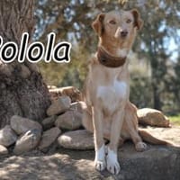 Die sensible Polola, Hündin zur Adoption