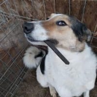 Rula  55 cm (Pflegestelle), Hündin zur Adoption