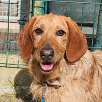 NESTOR, chien à adopter