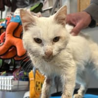 OMERE, chatte à adopter