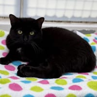 Solo CAB5395, chat à adopter