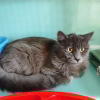 DOUDOU, chat à adopter