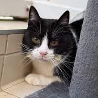 Toulouse CAB5392, chat à adopter