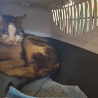 CARUSOT, chat à adopter