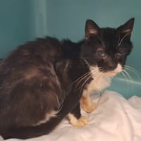 KIKOU, chat à adopter